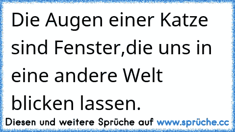 Die Augen einer Katze sind Fenster,
die uns in eine andere Welt blicken lassen.