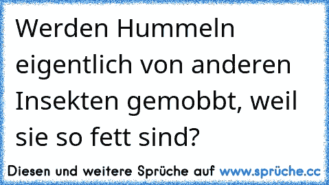 Werden Hummeln eigentlich von anderen Insekten gemobbt, weil sie so fett sind?